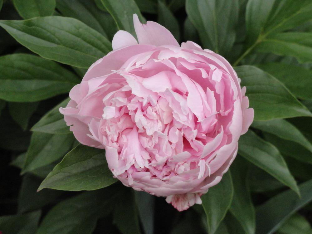 Paeonia lactiflora 'Bouchela'